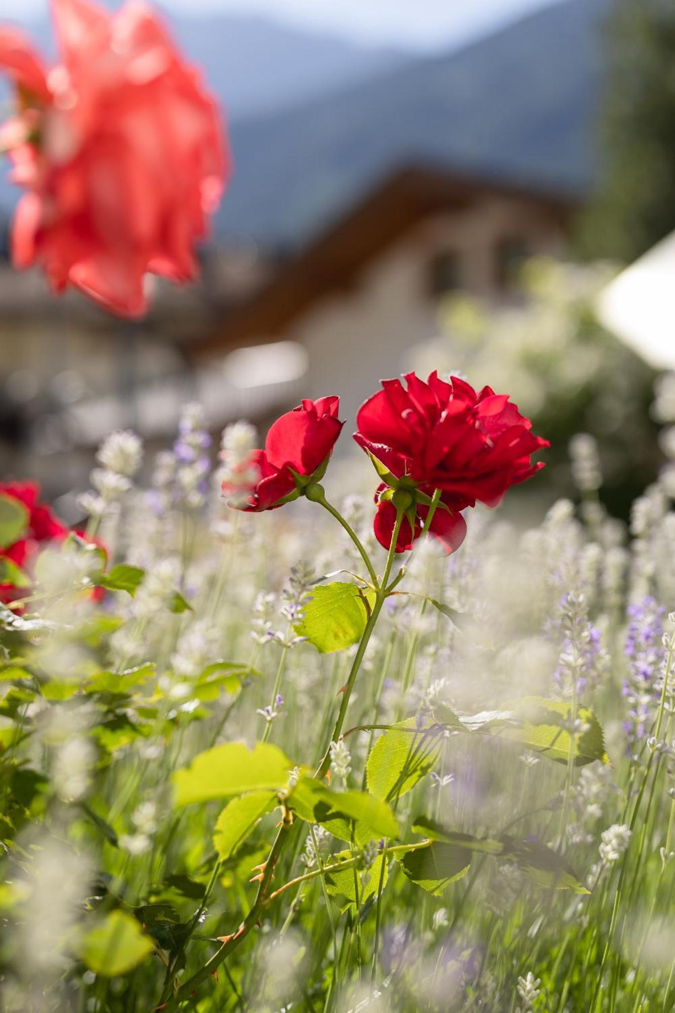 Pension Gulla - Ferienhaus Appartements B&B Neustift im Stubaital Exterior foto